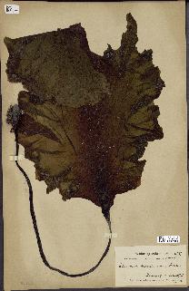 spécimen de Laminaria groenlandica
