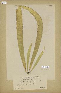 spécimen de Laminaria saccharina