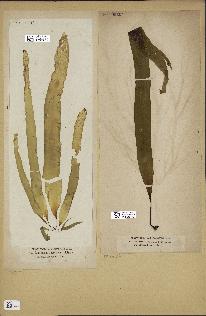 spécimen de Laminaria saccharina