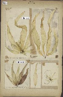 spécimen de Laminaria saccharina