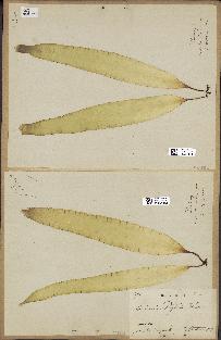 spécimen de Laminaria saccharina