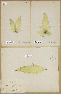 spécimen de Laminaria saccharina