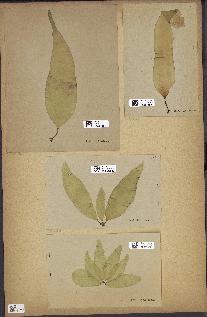 spécimen de Laminaria saccharina