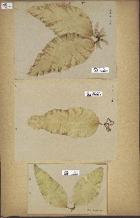 spécimen de Laminaria saccharina