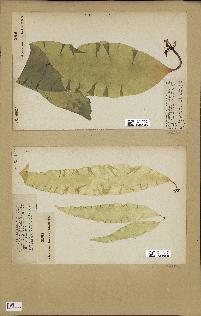 spécimen de Laminaria saccharina