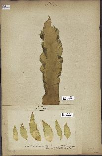 spécimen de Laminaria saccharina