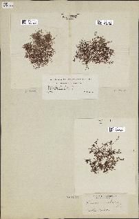spécimen de Laurencia intricata