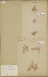 spécimen de Laurencia intricata