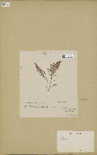 spécimen de Laurencia intricata