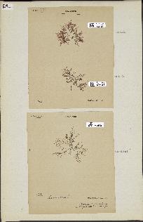 spécimen de Laurencia intricata