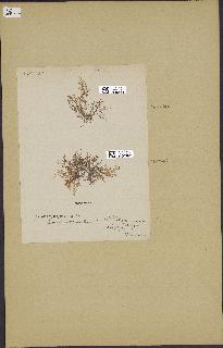 spécimen de Laurencia intricata