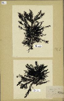 spécimen de Cystoseira selaginoides