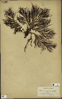 spécimen de Cystoseira elegans
