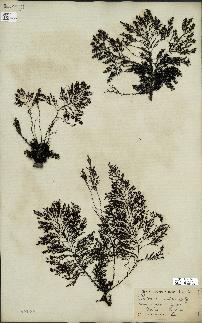 spécimen de Cystoseira amentacea
