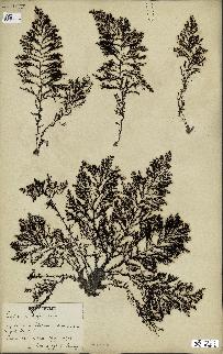 spécimen de Cystoseira elegans