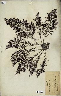 spécimen de Cystoseira elegans