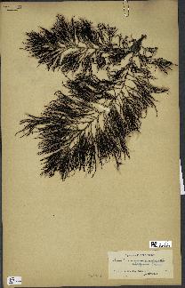 spécimen de Cystoseira elegans