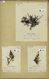 spécimen de Cystoseira elegans