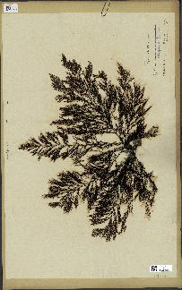 spécimen de Cystoseira elegans