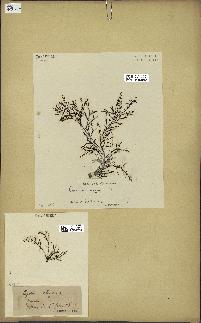 spécimen de Cystoseira elegans