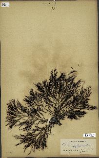 spécimen de Cystoseira elegans