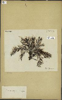 spécimen de Cystoseira elegans