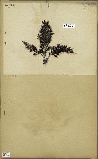 spécimen de Cystoseira elegans