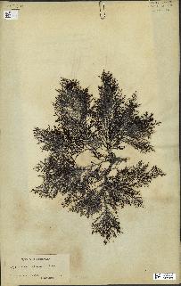 spécimen de Cystoseira elegans