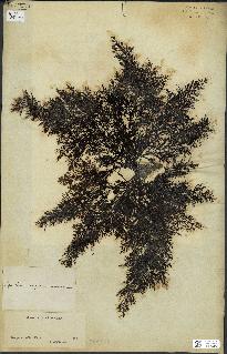 spécimen de Cystoseira elegans