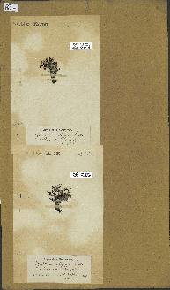spécimen de Cystoseira elegans