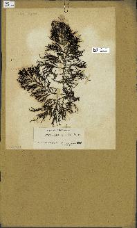 spécimen de Cystoseira elegans