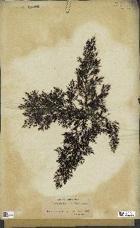 spécimen de Cystoseira elegans