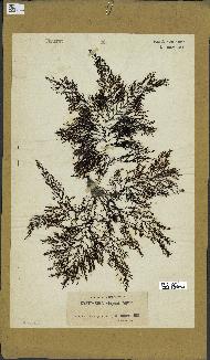 spécimen de Cystoseira elegans