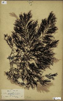 spécimen de Cystoseira elegans