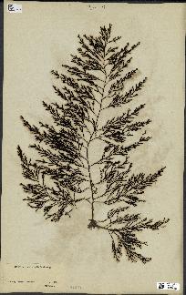 spécimen de Cystoseira ericoides
