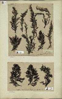 spécimen de Cystoseira amentacea