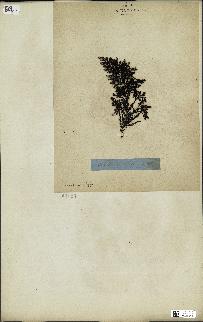 spécimen de Cystoseira amentacea