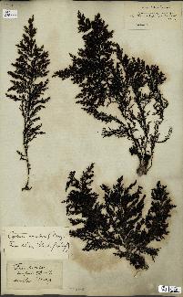 spécimen de Cystoseira amentacea
