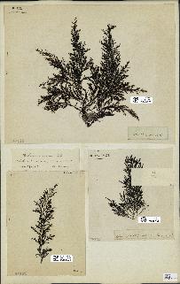 spécimen de Cystoseira amentacea