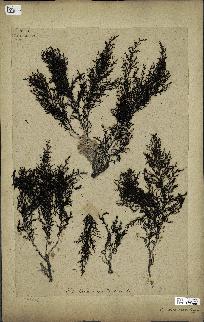 spécimen de Cystoseira amentacea