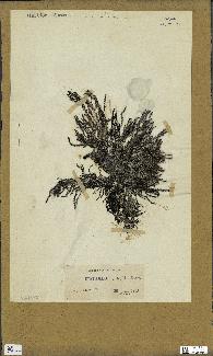spécimen de Cystoseira spinosa