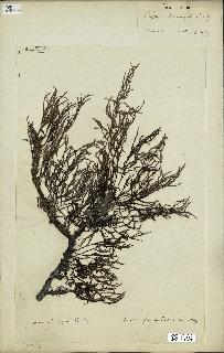 spécimen de Cystoseira spinosa