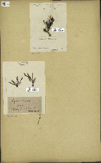 spécimen de Cystoseira spinosa