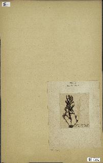 spécimen de Cystoseira spinosa