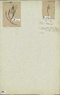 spécimen de Cystoseira spinosa