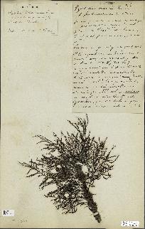 spécimen de Cystoseira spinosa
