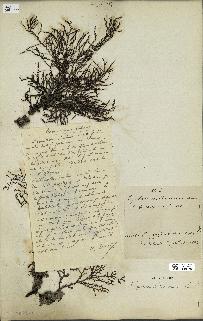 spécimen de Cystoseira spinosa