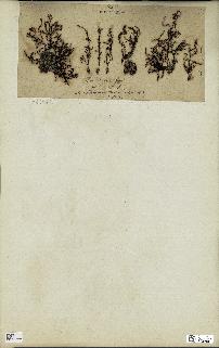 spécimen de Cystoseira spinosa