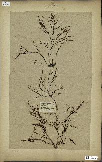 spécimen de Cystoseira spinosa