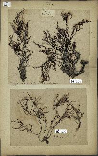spécimen de Cystoseira spinosa
